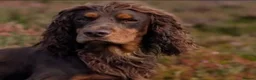 Cocker Spaniel dogs for stud: Cocker Spaniel at Stud in Aboyne - Advert 4