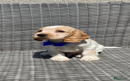 Cocker Spaniel dogs for sale: KC Registered Show Type Cocker Spaniel Pups - Image 2