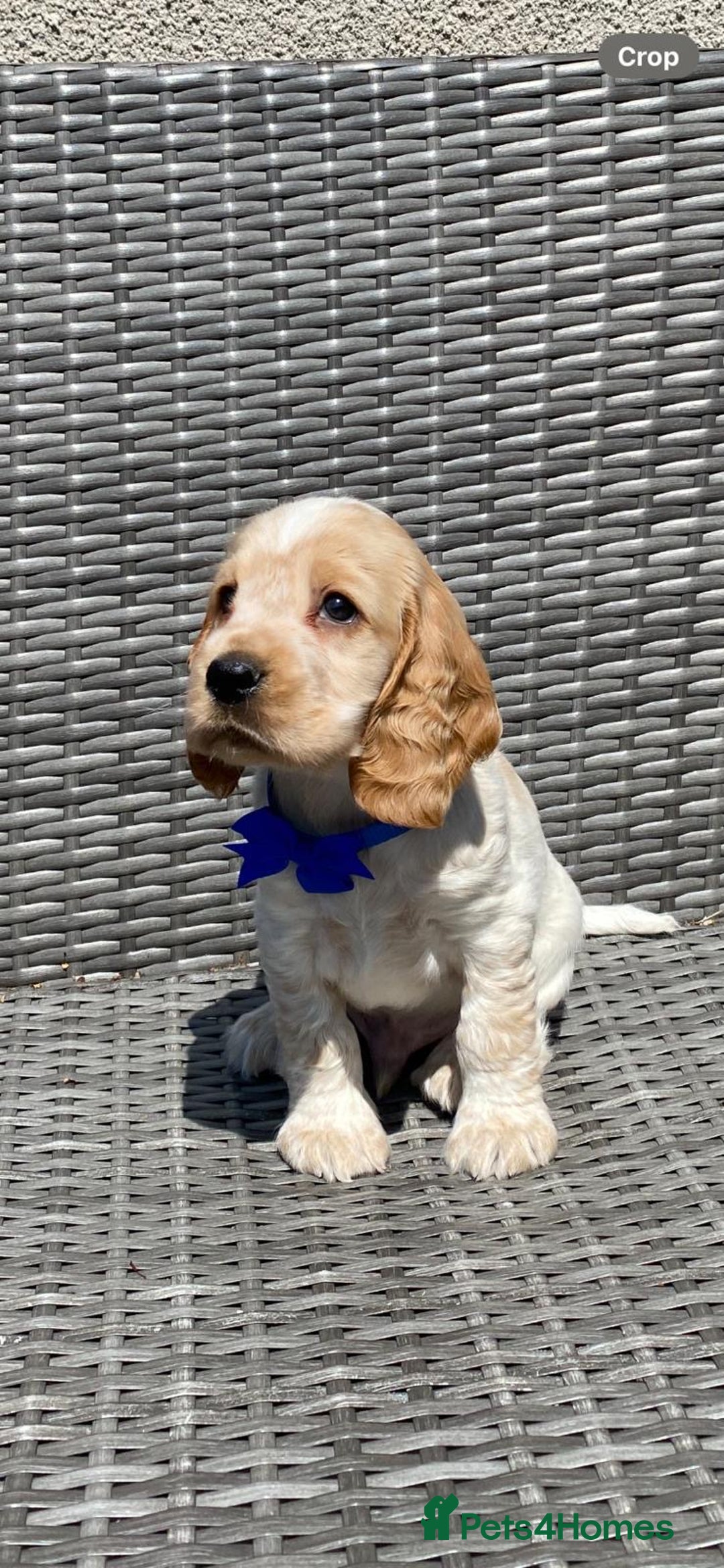 Cocker Spaniel dogs for sale: KC Registered Show Type Cocker Spaniel Pups - Image 2