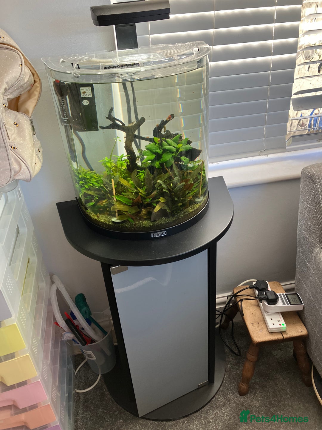 Shrimps fish for sale: Freshwater planted snail and shrimp nano tank - Image 3