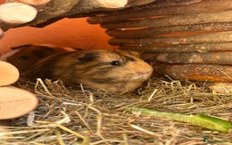 Guinea Pig rodents for sale: 3 Sow Guinea pigs. - Image 4