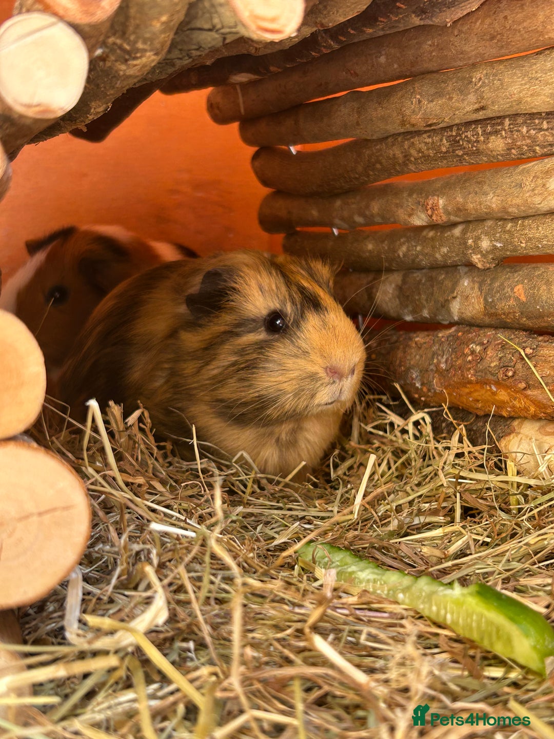 Guinea Pig rodents for sale: 3 Sow Guinea pigs. - Image 4