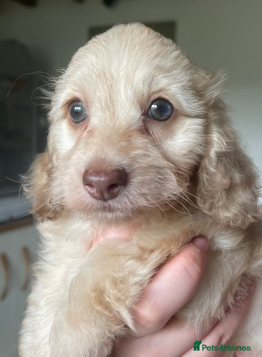 Doxiepoo dogs for sale: Adorable Doxiepoo puppies  - Image 16