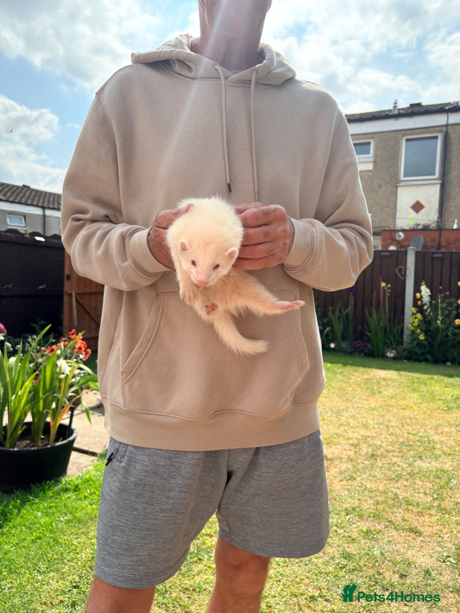 Ferret rodents Albino 10 week old ferrets  - Advert 1