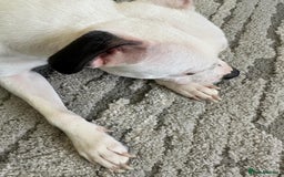 Staffordshire Bull Terrier dogs for sale: Beautiful Nearly 2 year old staff  - Image 4