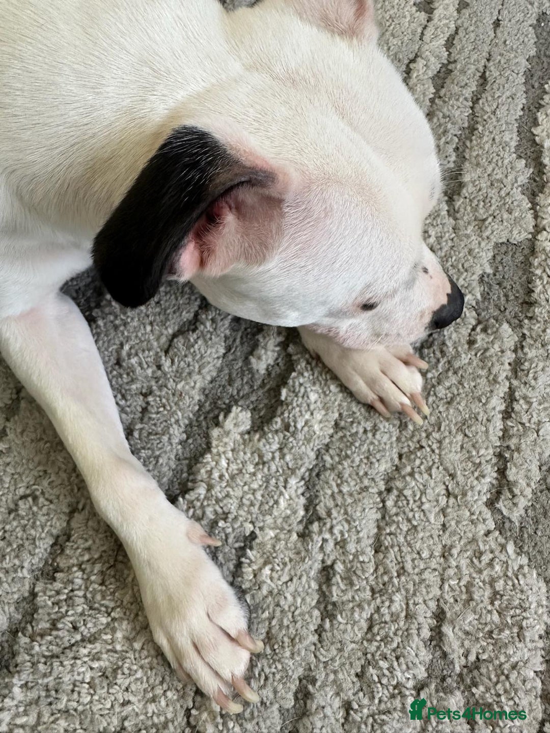Staffordshire Bull Terrier dogs for sale: Beautiful Nearly 2 year old staff  - Image 4
