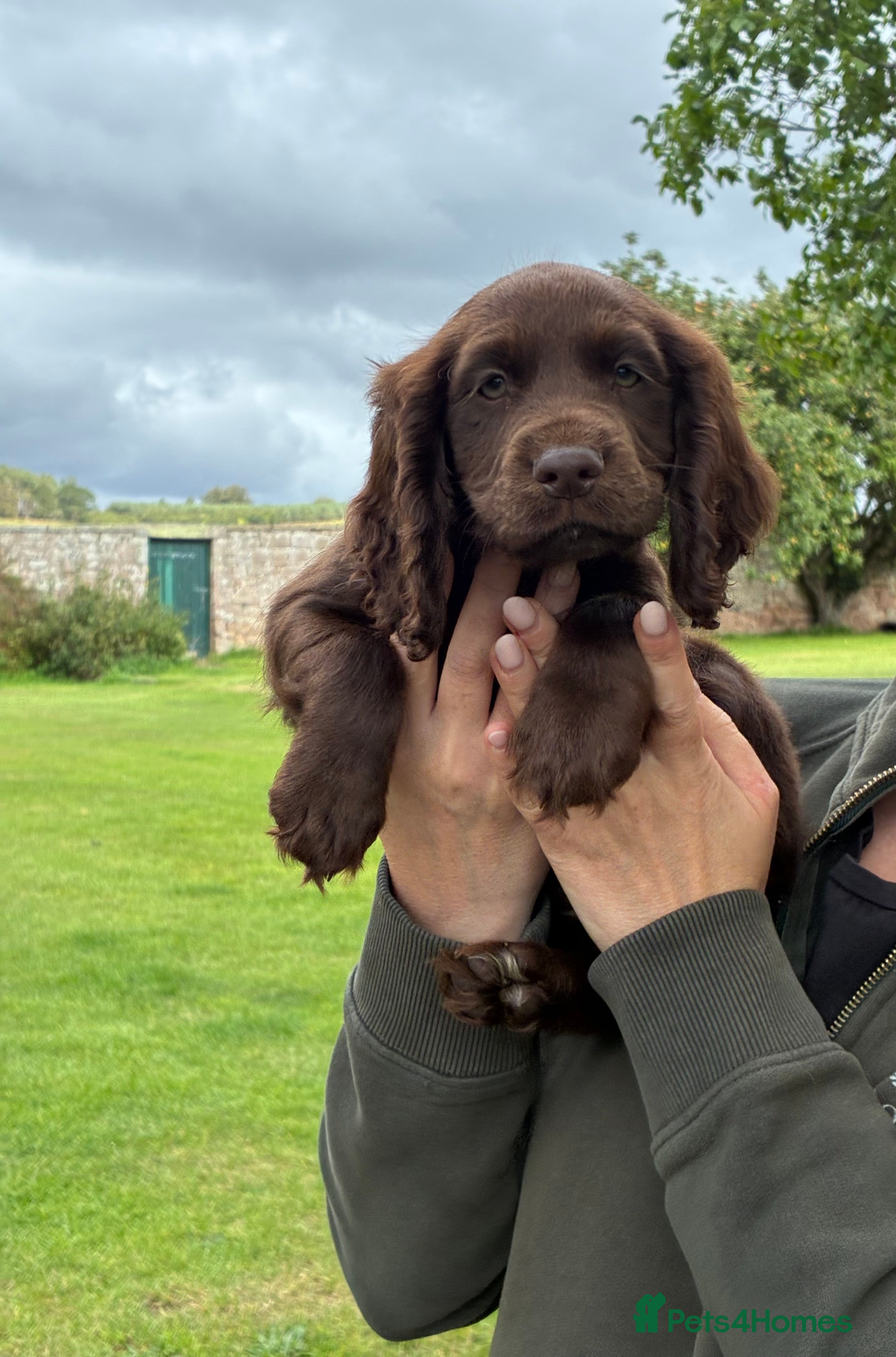Cocker Spaniel dogs Cocker Spaniel Puppies -Ready Now - Advert 2