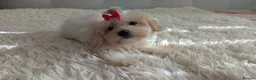 Maltipoo dogs for sale: Dominic C - Advert 12