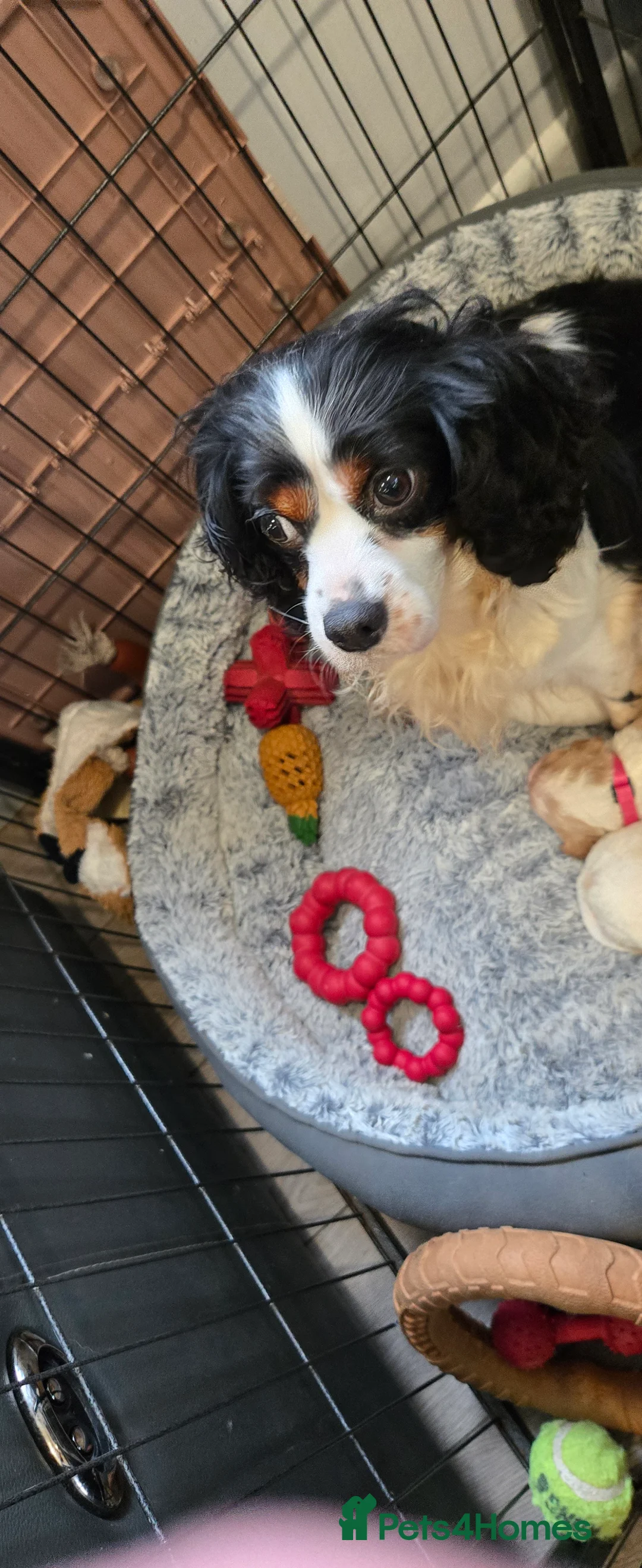 Cavachon dogs for sale: Cute cavachons - Advert 2