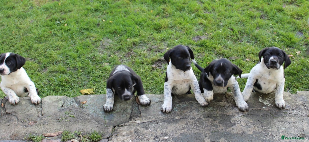 Mixed Breed dogs for sale: Gorgeous pointer x collie - Image 12