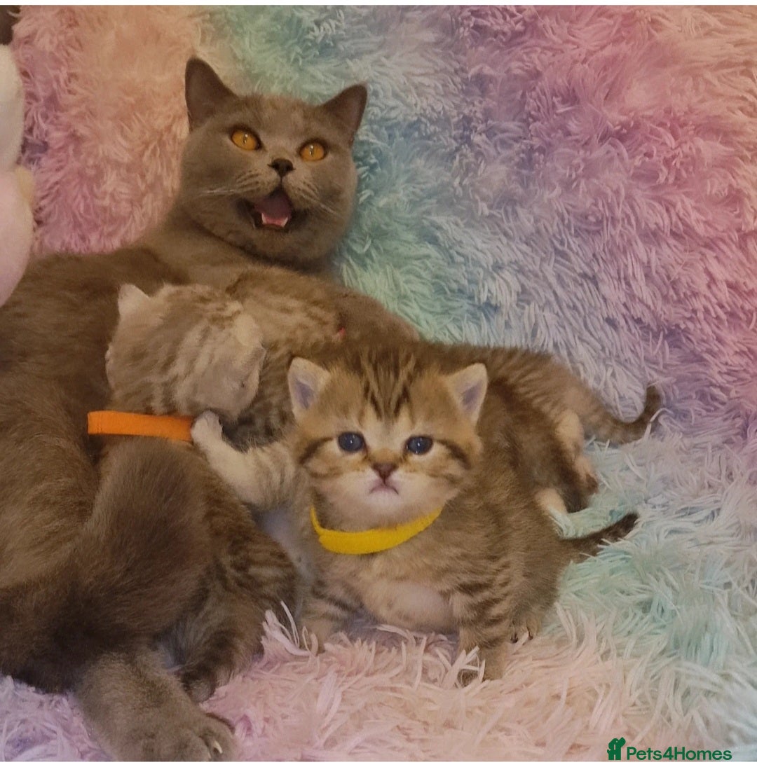 British Shorthair cats for sale: 🩵💙💜Amasing British Shorthair Kittens🧡💚💙 - Advert 15
