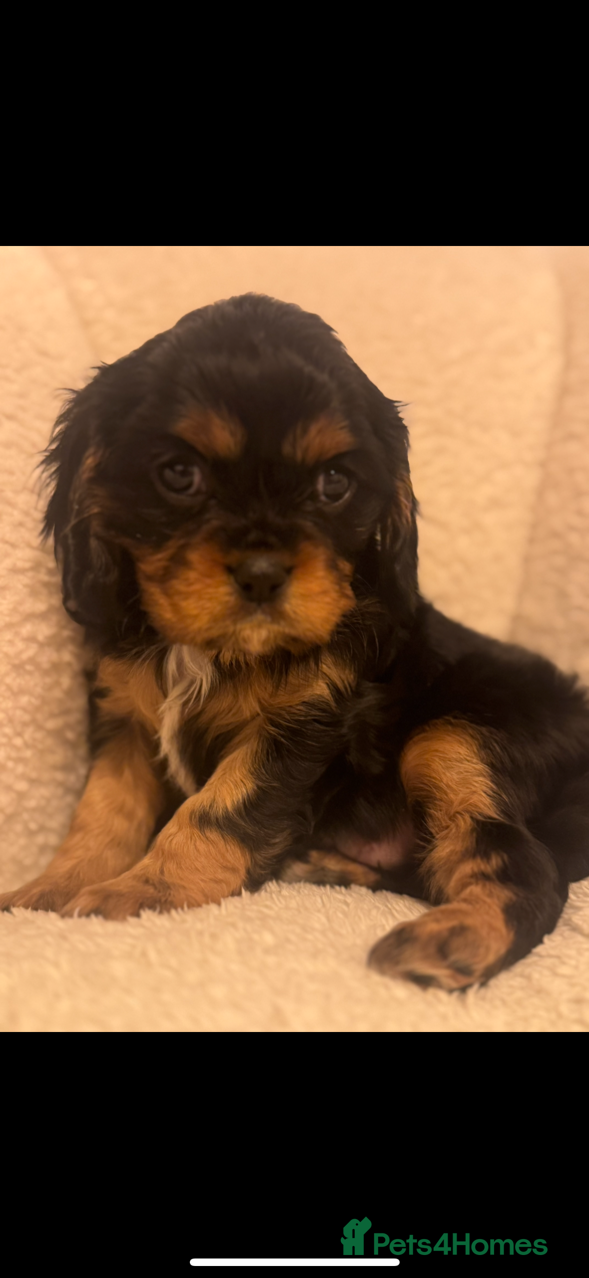 Cavalier King Charles Spaniel dogs 💫CKC STUNNING PUPPIES HEALTH TESTED 💫 - Advert 3