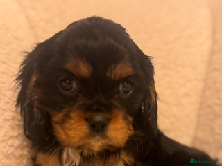 Cavalier King Charles Spaniel dogs 💫CKC STUNNING PUPPIES HEALTH TESTED 💫 - Advert 3