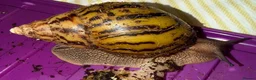 Snails invertebrates for sale: Achatina tiger snail  - Advert 2