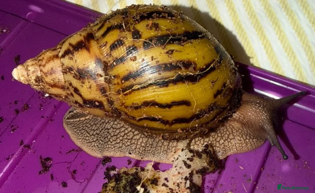 Snails invertebrates for sale: Achatina tiger snail  - Advert 2
