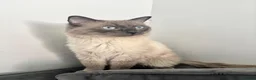 Ragdoll cats for stud: Blue Point Ragdoll for stud 🩵 - Advert 5