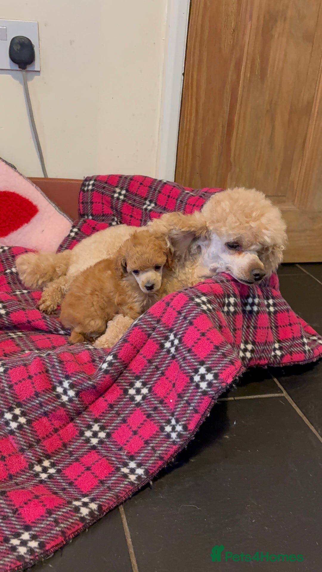 Toy Poodle dogs for sale: ⭐️ Toy Poodle Puppy - Licensed Breeder ⭐️ - Advert 1