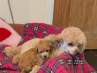 Toy Poodle dogs ⭐️ Toy Poodle Puppy - Licensed Breeder ⭐️ - Advert 10