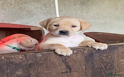 Labrador Retriever dogs for sale: Gorgeous Labrador puppies for sale - Image 1