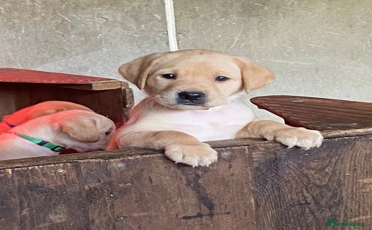 Labrador Retriever dogs - Advert 4