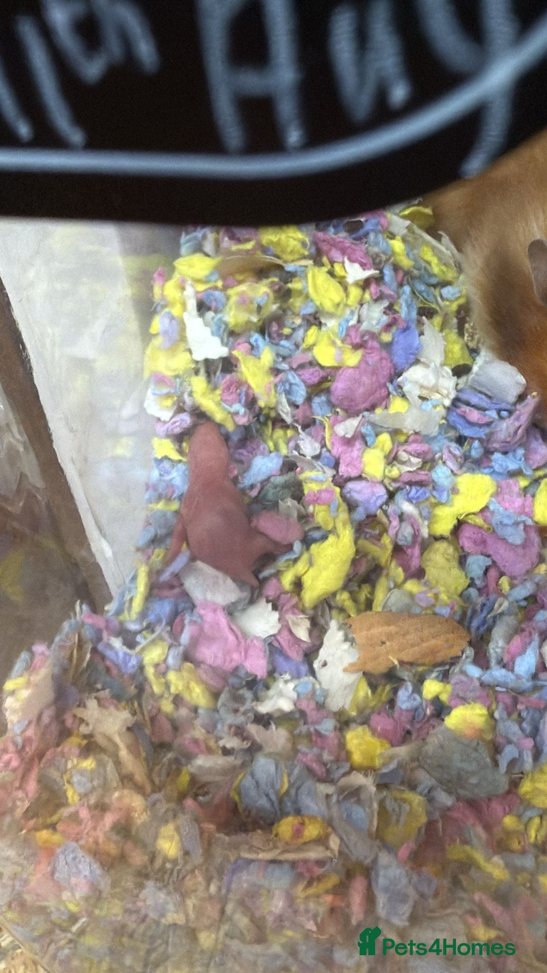 Hamster rodents for sale: Baby Syrian hamsters - Image 3