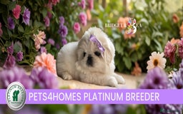 Pekingese dogs for sale: ⭐️WAITING LIST NOW OPEN⭐️ - Image 1
