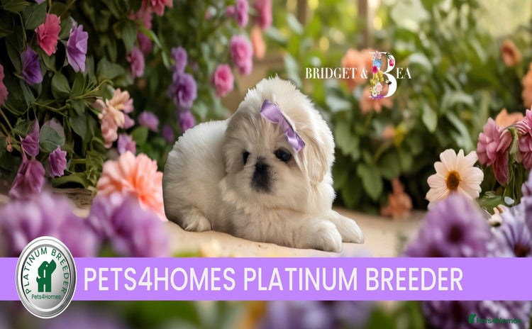 Pekingese dogs - Advert 1