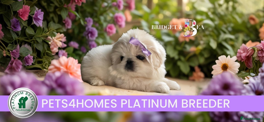 Pekingese dogs for sale: ⭐️WAITING LIST NOW OPEN⭐️ - Image 1