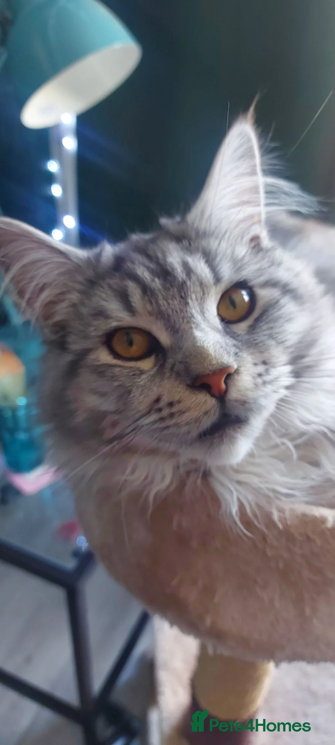 Maine Coon cats for sale: Male Mainecoon for rehoming - Advert 3