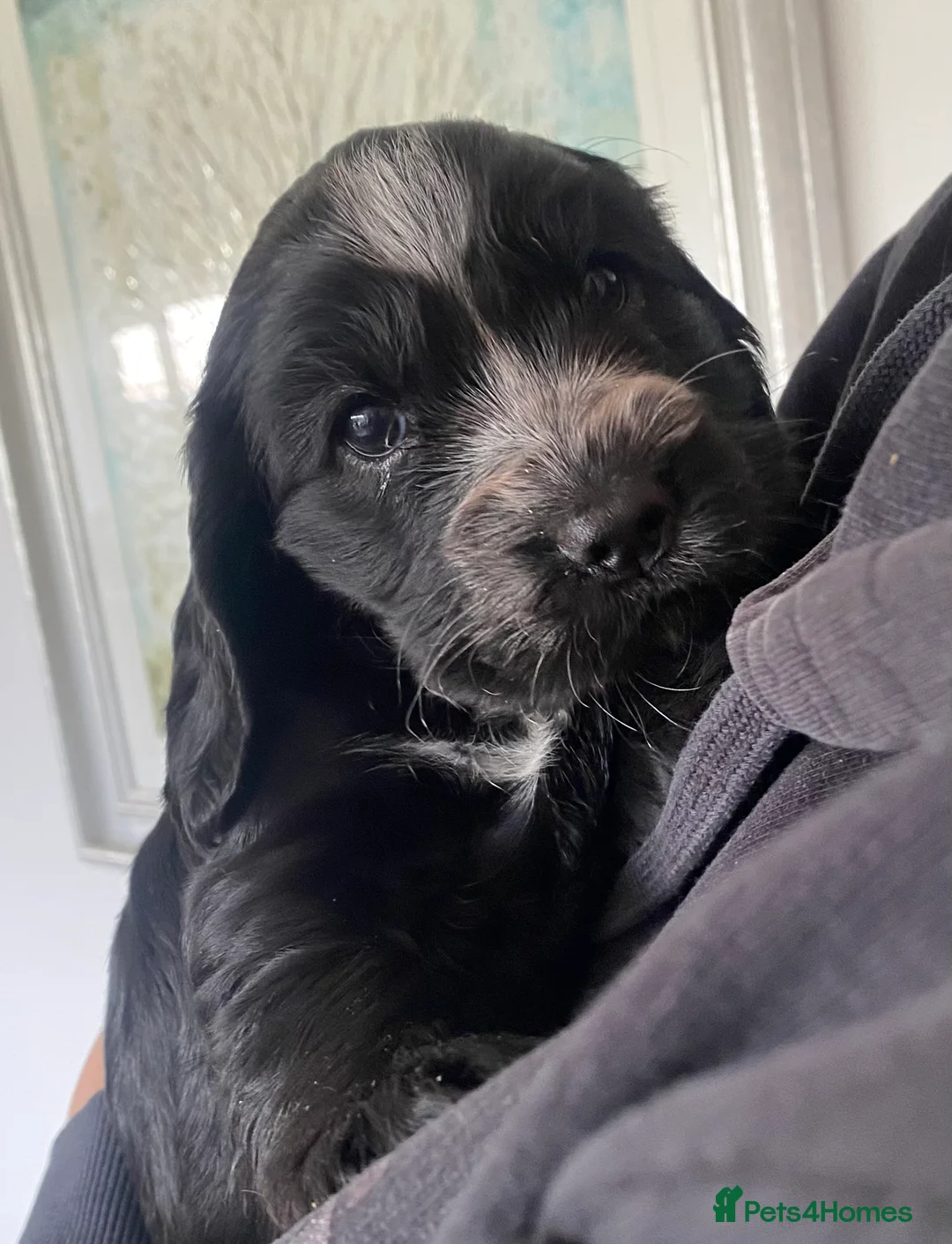 Cocker Spaniel dogs for sale: Cocker Spaniel Show Type Puppies  - Advert 20