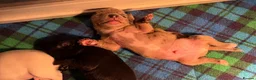Jack Russell dogs for sale: Amazing rare coloured rainbow Jack Russels - Advert 7