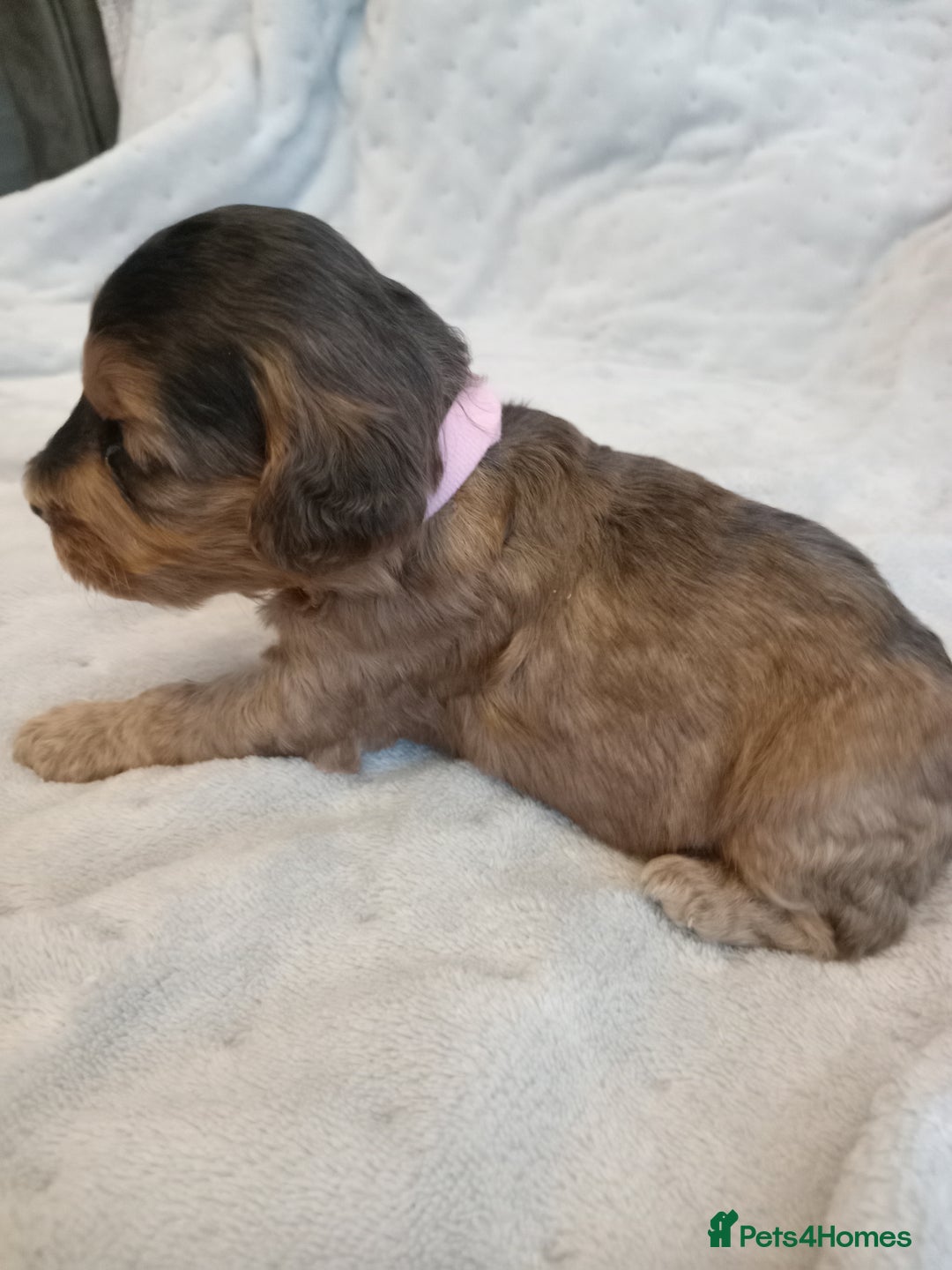 Cockapoo dogs for sale: 🐶Beautiful F1 Cockapoo Puppies🐾 - Image 6