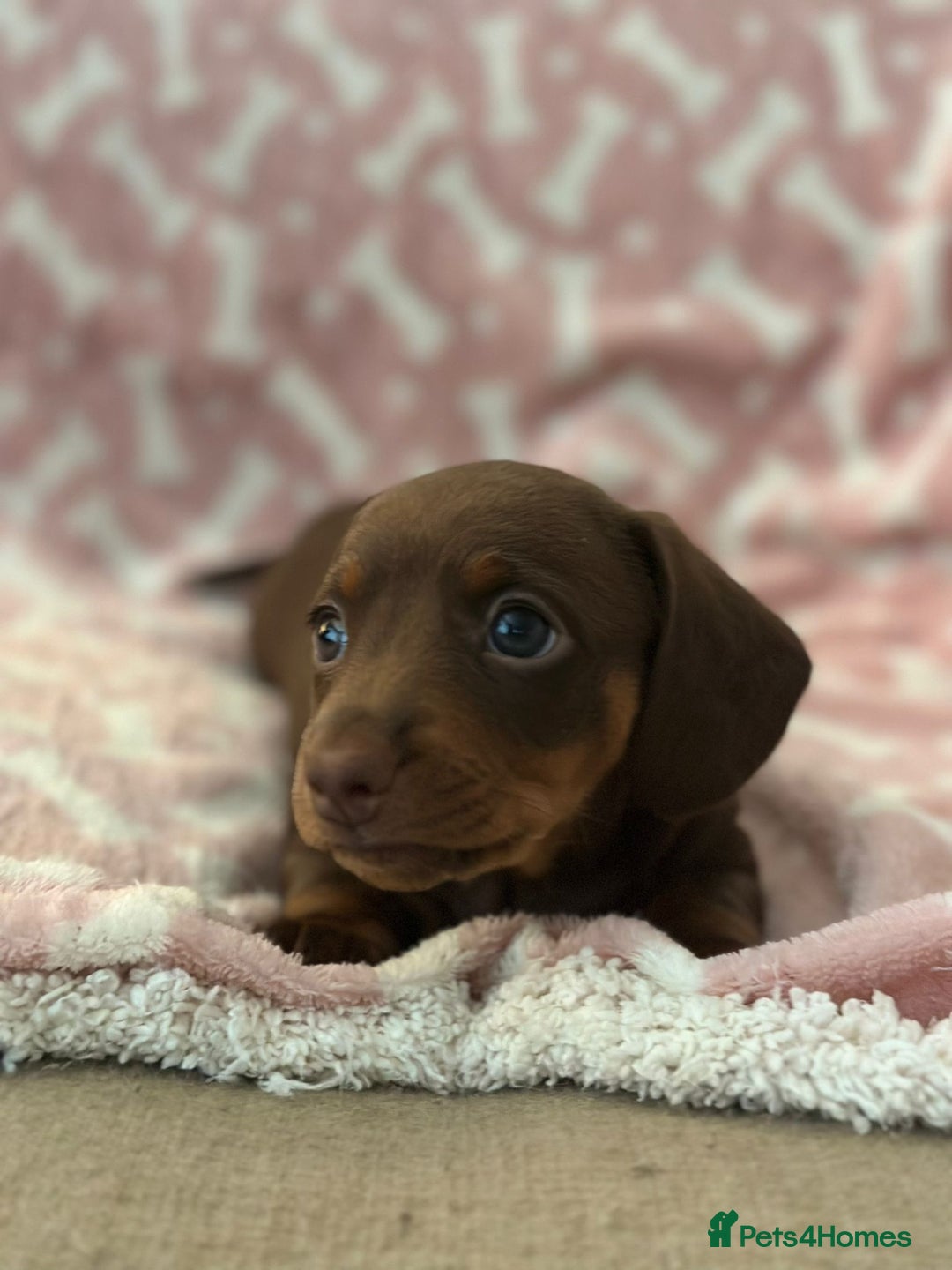 Miniature Dachshund dogs for sale: Miniature Dachshunds  - Image 5