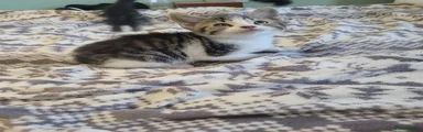 Mixed Breed 5