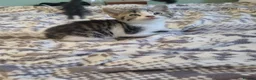 Mixed Breed cats for sale: Kittens for sale - Advert 3
