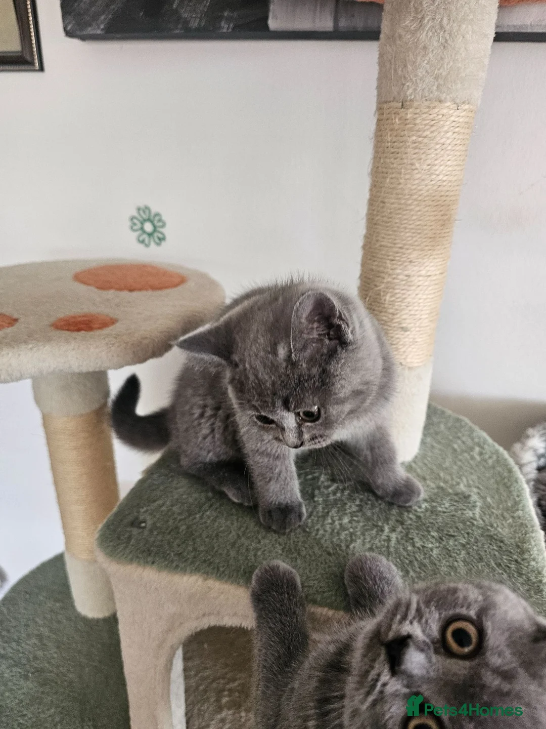 British Shorthair cats for sale: British Shorthair  - Advert 2