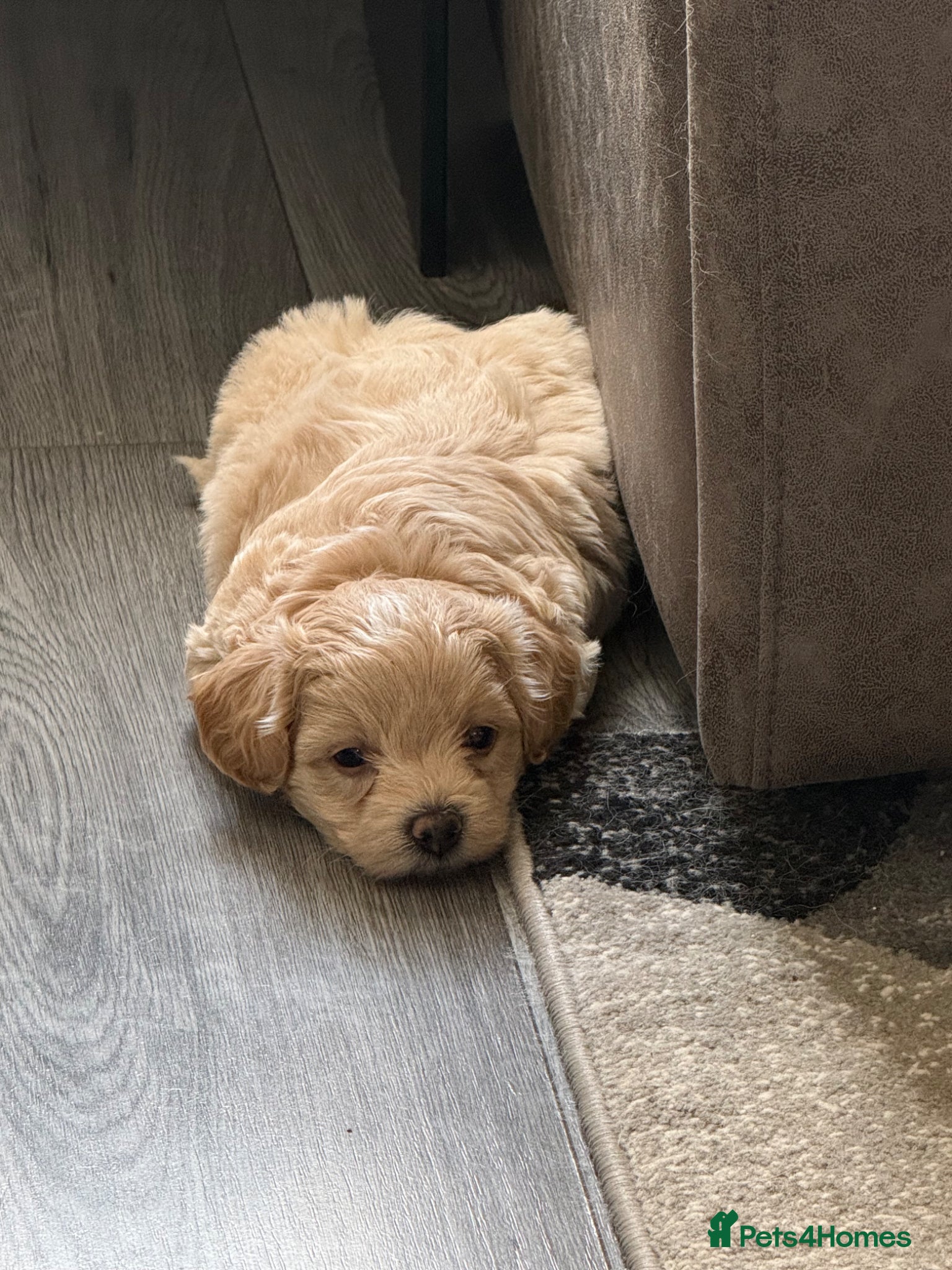 Maltipoo dogs Outstanding Maltipoo puppies - Advert 2