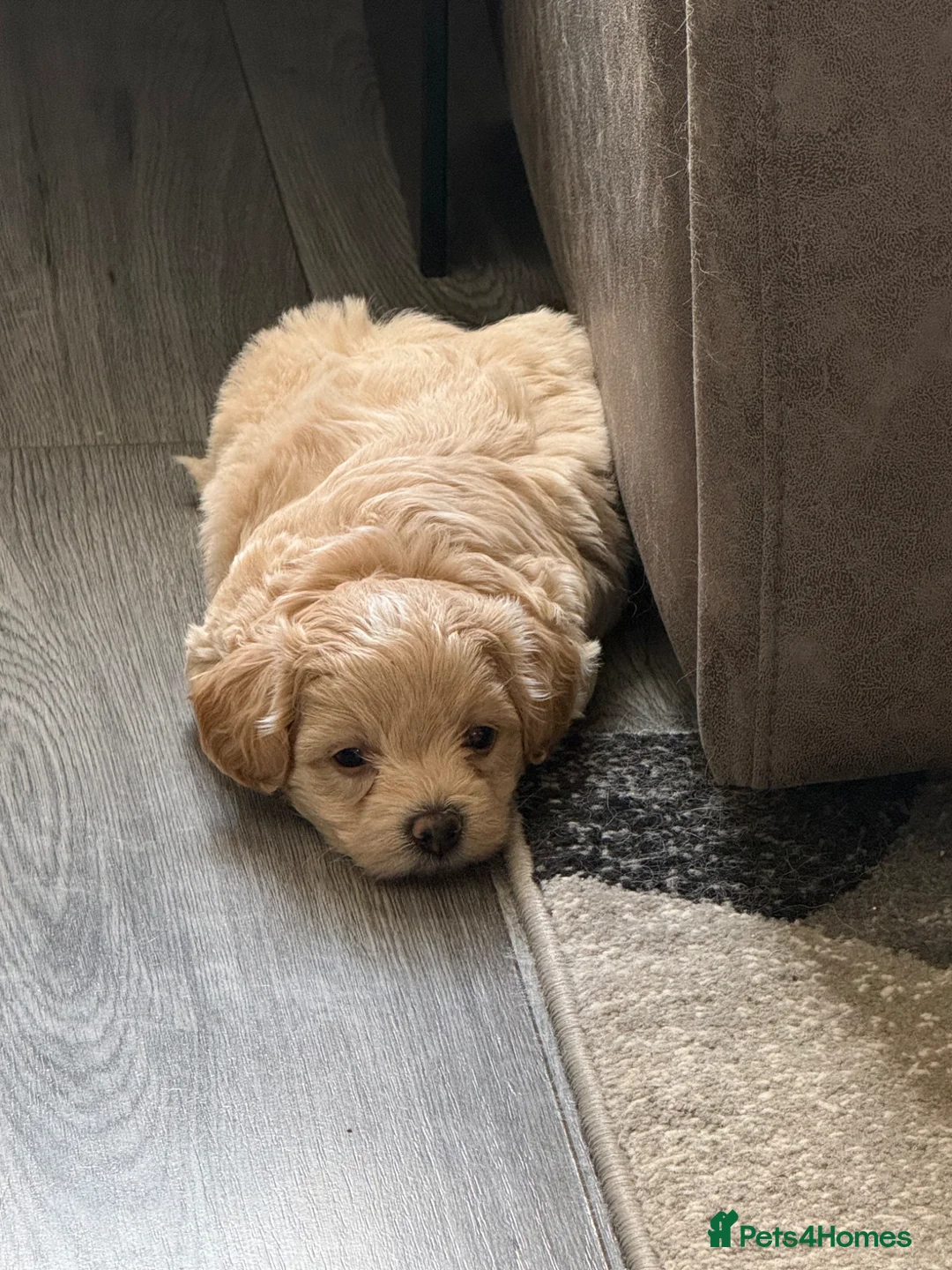 Maltipoo dogs for sale: Outstanding Maltipoo puppies - Advert 2