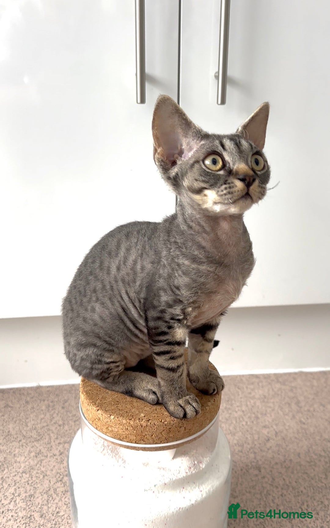 Devon Rex cats for sale: Grey kitten - Image 2
