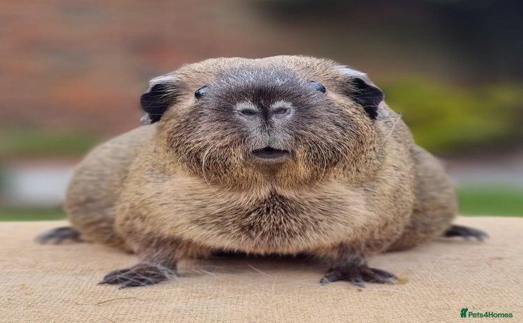 Guinea Pig rodents Sow Pet Pair - Advert 4