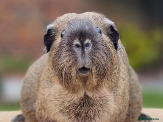 Guinea Pig rodents Sow Pet Pair - Advert 6