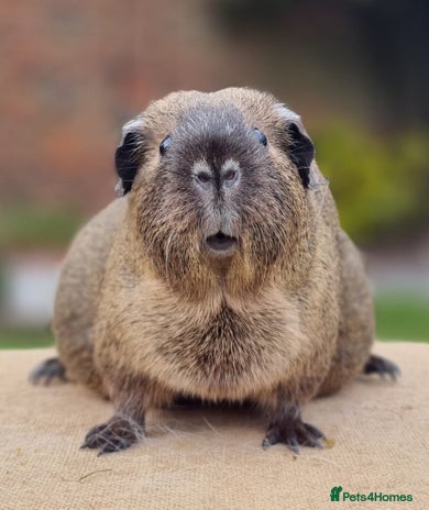 Guinea Pig rodents Sow Pet Pair - Advert 4