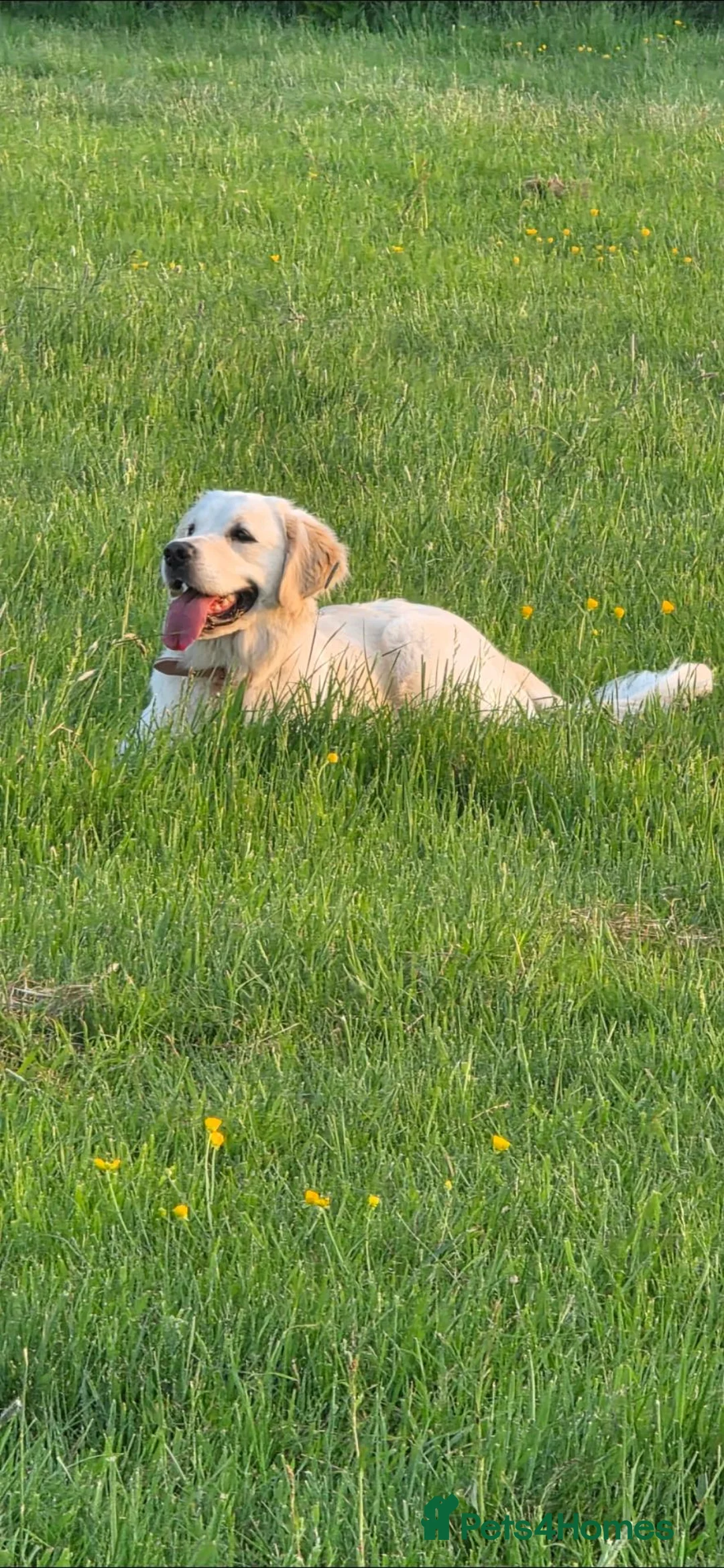 Golden Retriever dogs for sale: Gorgeous KC Registered Golden Retriever Puppies - Advert 6