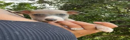 Whippet dogs for sale: Outstanding Male Whippets - Advert 7