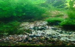 Shrimps fish for sale: Neocaradina Shrimp (Blue, High grade) - Image 7