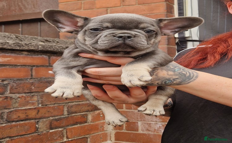 French Bulldog dogs - Advert 3