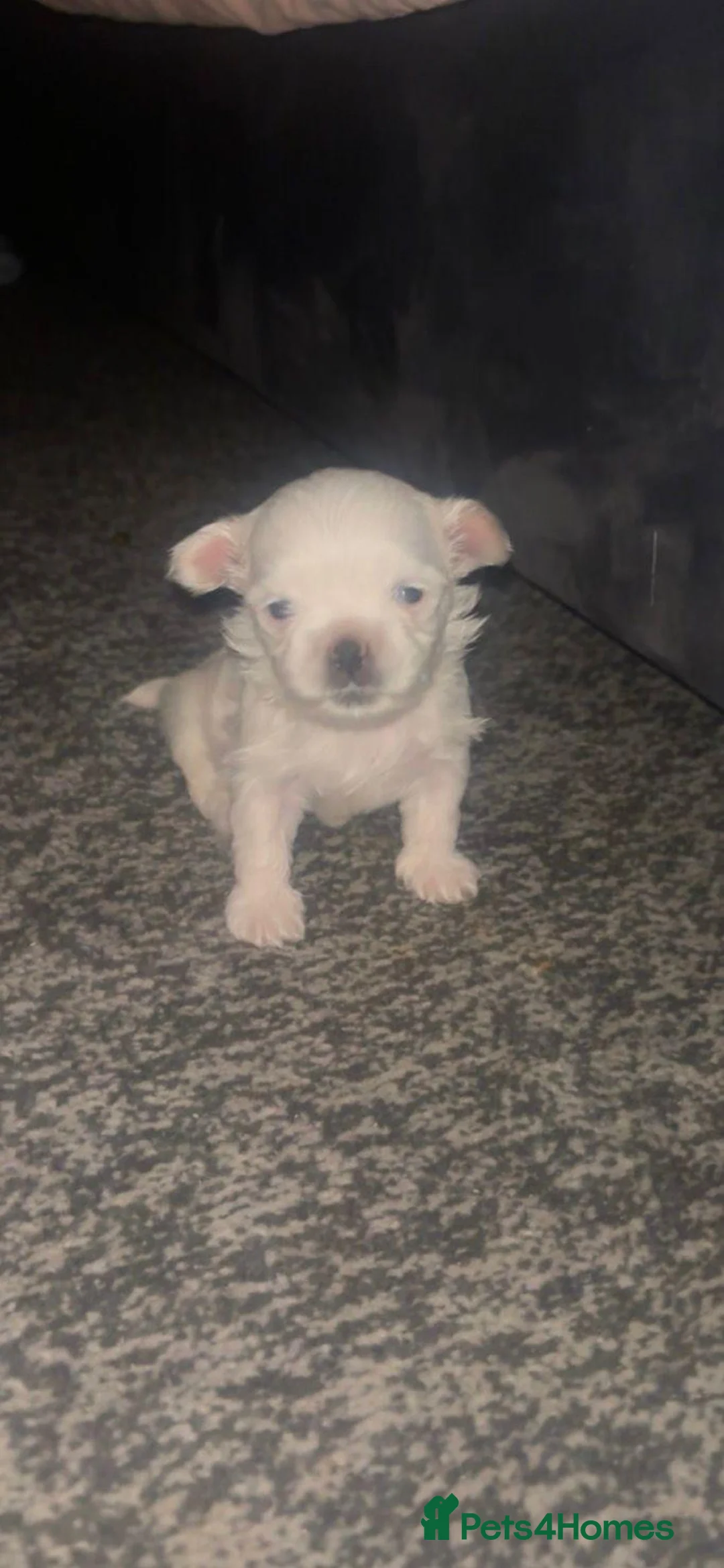 Malshi dogs for sale: 2 male malshi pups - Advert 5