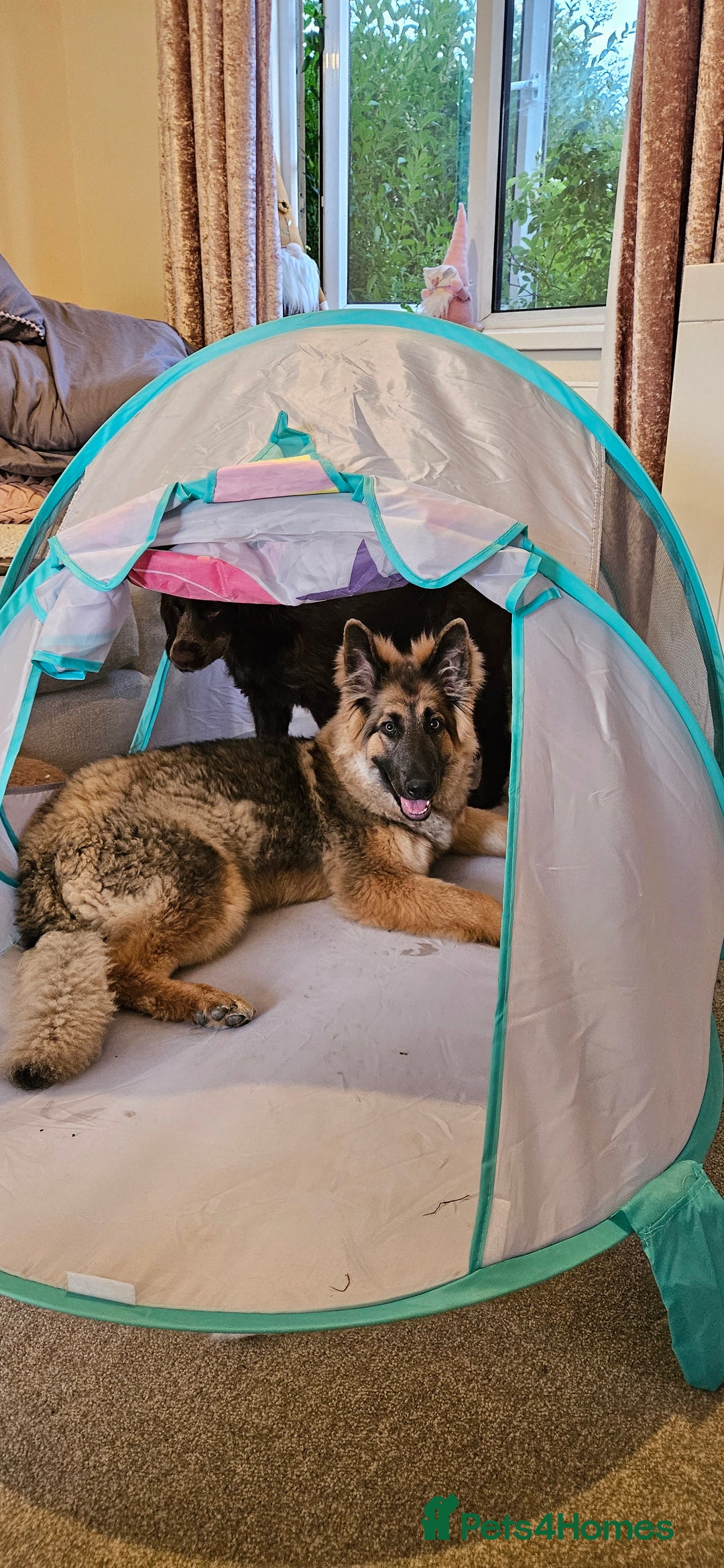 German Shepherd dogs for sale: Beautiful german shepherd  - Image 1