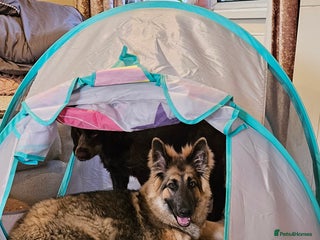 German Shepherd dogs for sale - Advert 1