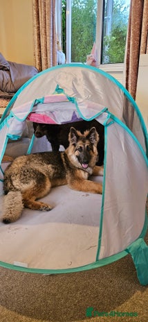 German Shepherd dogs - Advert 1